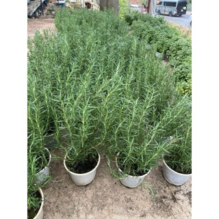 Chậu cây hương thảo (rosemary) - cây to khỏe (không ship miền Bắc)