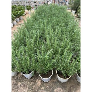 Chậu cây hương thảo (rosemary) - cây to khỏe (không ship miền Bắc)