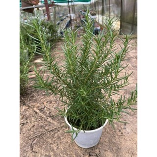 Chậu cây hương thảo (rosemary) - cây to khỏe (không ship miền Bắc)