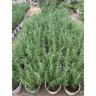 Chậu cây hương thảo (rosemary) - cây to khỏe (không ship miền Bắc)