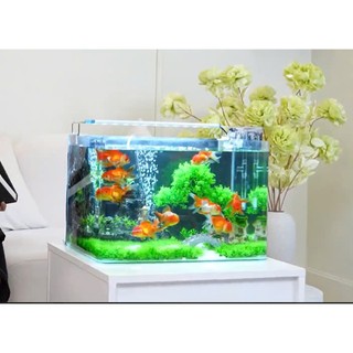 (HỎA TỐC HCM) bể cá mini combo hồ đúc uốn cong cạnh kèm bộ phụ kiện trang trí setup sẵn, trang trí văn phòng làm việc.