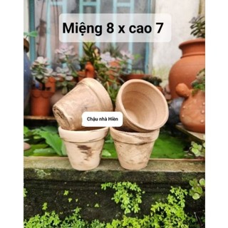 Chậu đất nung - chậu ly gờ miệng 8, cao 7