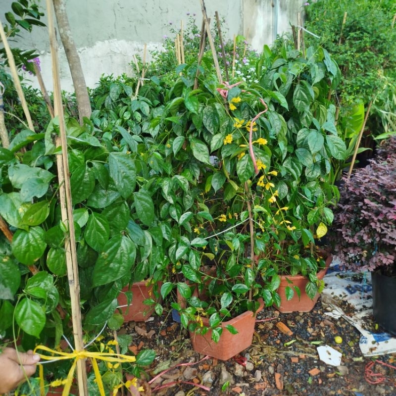 Chậu Lan Hoàng Dương ( lớn)