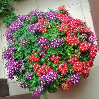 Hạt Giống Hoa Vân Anh (Cúc Lá Nho) Mix