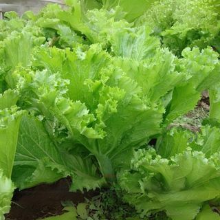 Hạt Giống Cải Bẹ Mào Gà Lá To, Sinh Trưởng Mạnh (Gói 20 Gam ~ 2000 hạt)