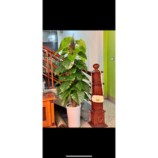 cây trầu bà leo cột giả 1m6,cây trầu bà giả, cây giả trang trí, cây giả decor