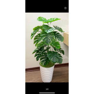 MẪU MỚI BÁN LỖ LẤY ĐÁNH GIÁ - cây giả - trầu bà 1m - 24 lá trang trí nhà,spa,nhà hàng,khách sạn...