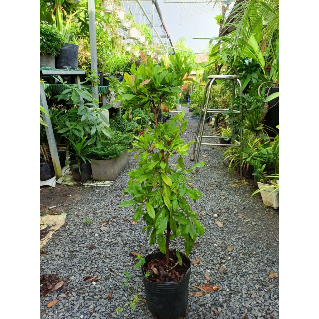 Cây thần kỳ 40-50cm đang hoa (chỉ giao hỏa tốc HCM)
