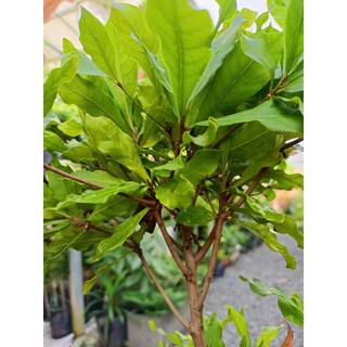 Cây thần kỳ 40-50cm đang hoa (chỉ giao hỏa tốc HCM)