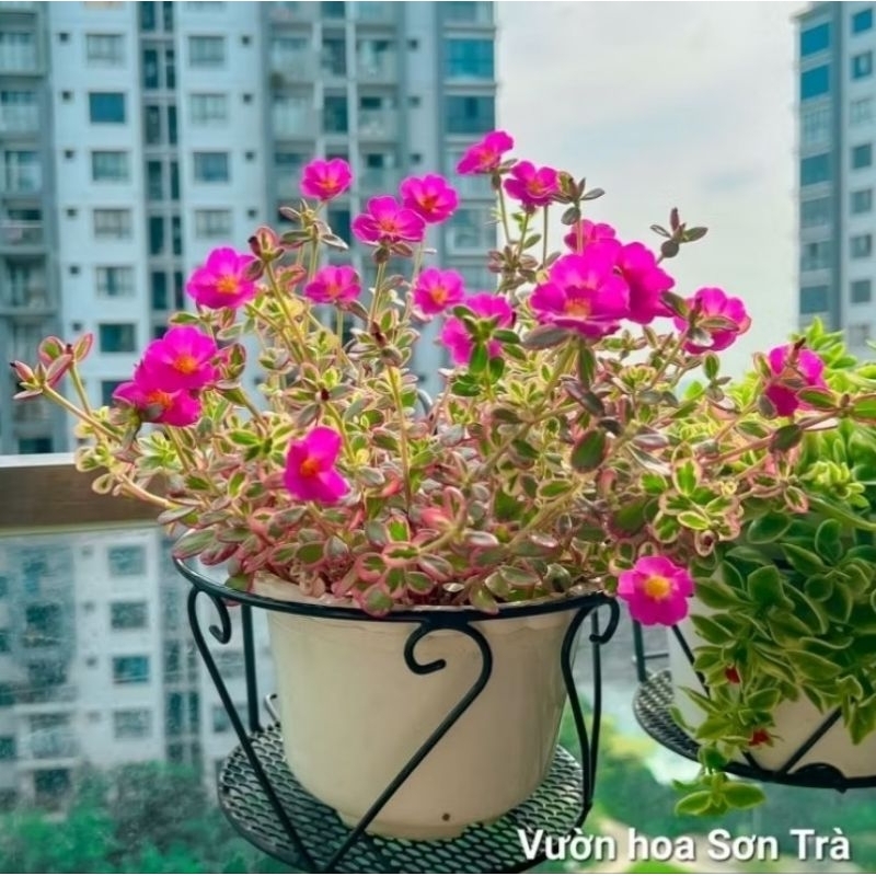 (VHST giao trong ngày) HOA MƯỜI GIỜ SAM cẩm th.ạch.