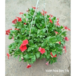 (VHST giao trong ngày) CÂY HOA DẠ YẾN THẢO đang hoa.
