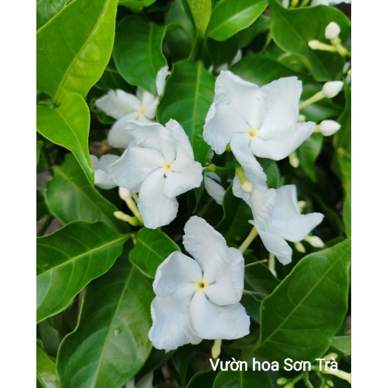 (VHST giao trong ngày) CÂY HOA LÀI Tây đang hoa.