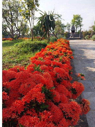 Cây giống hoa mẫu đơn cây bông trang bầu rễ ổn định tỉ lệ sống cao - đã bật hỏa tốc