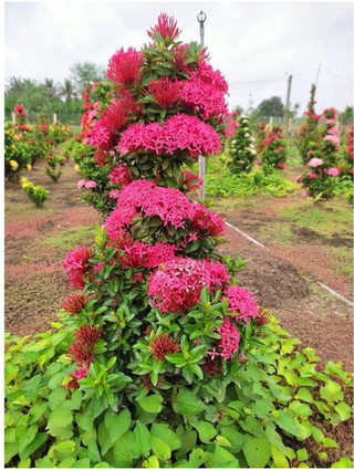Cây giống hoa mẫu đơn cây bông trang bầu rễ ổn định tỉ lệ sống cao - đã bật hỏa tốc