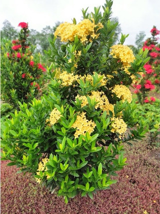 Cây giống hoa mẫu đơn cây bông trang bầu rễ ổn định tỉ lệ sống cao - đã bật hỏa tốc
