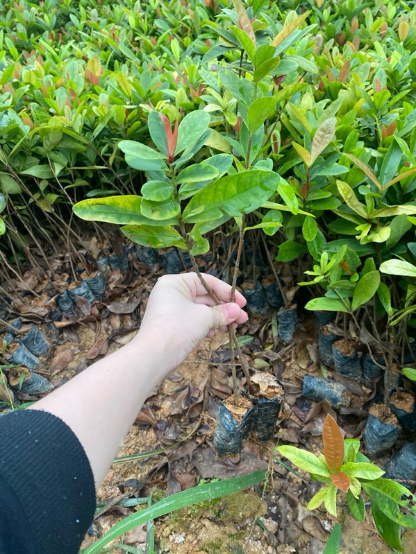 Cây giống hoa mẫu đơn cây bông trang bầu rễ ổn định tỉ lệ sống cao - đã bật hỏa tốc