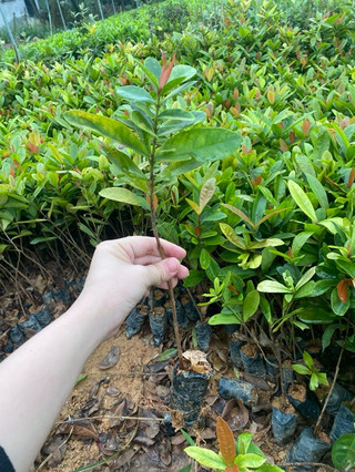 Cây giống hoa mẫu đơn cây bông trang bầu rễ ổn định tỉ lệ sống cao - đã bật hỏa tốc