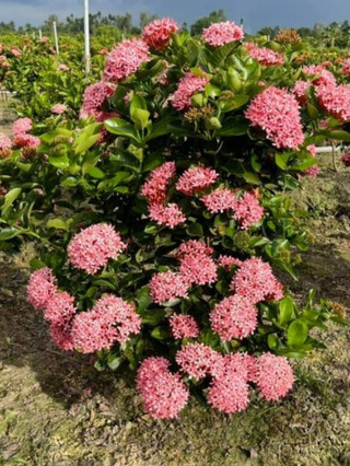 Cây giống hoa mẫu đơn cây bông trang bầu rễ ổn định tỉ lệ sống cao - đã bật hỏa tốc
