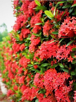 Cây giống hoa mẫu đơn cây bông trang bầu rễ ổn định tỉ lệ sống cao - đã bật hỏa tốc