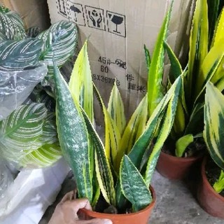 Lưỡi Hổ Thái ( loại lớn )
