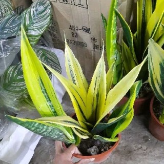 Lưỡi Hổ Thái ( loại lớn )