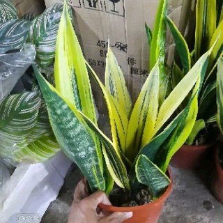 Lưỡi Hổ Thái ( loại lớn )