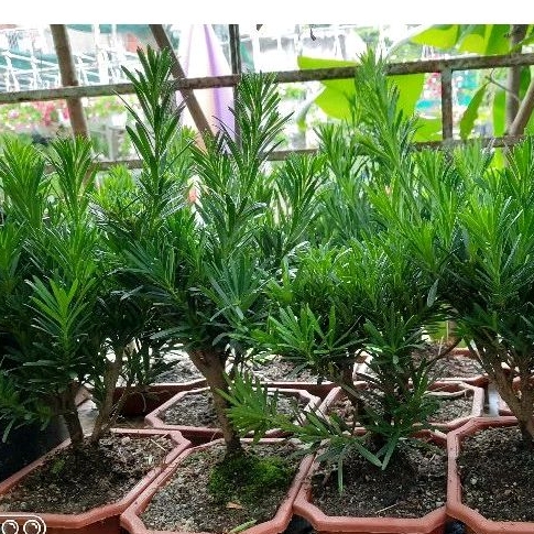 Tùng La Hán mini để bàn ( đã bao gồm chậu )