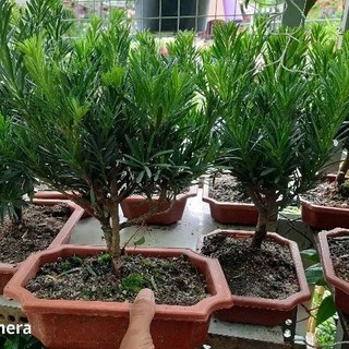 Tùng La Hán mini để bàn ( đã bao gồm chậu )