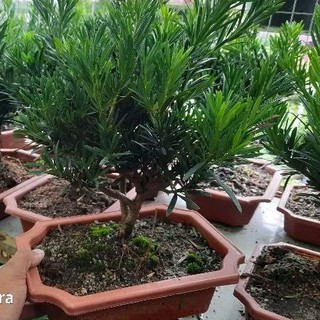 Tùng La Hán mini để bàn ( đã bao gồm chậu )