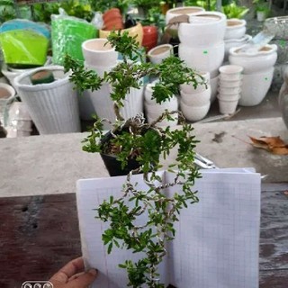 Cây Linh Sam bonsai (Loại trung )