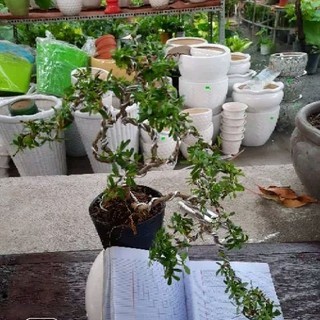 Cây Linh Sam bonsai (Loại trung )