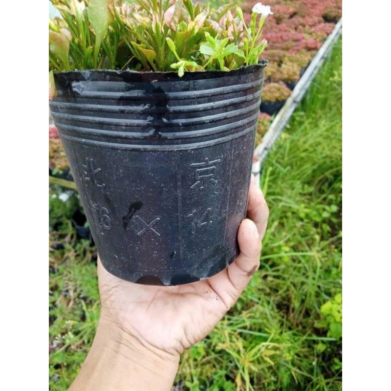 1kg bầu ươm 18x 16/ 130 cái