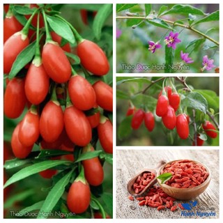 Kỷ tử đỏ 100gr, hạt kỳ tử đỏ, kỳ tử pha trà thảo mộc, hầm canh - Thảo Dược Hạnh Nguyên