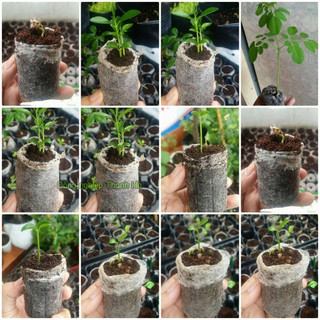 20 Viên nén xơ dừa ươm hạt - XD2