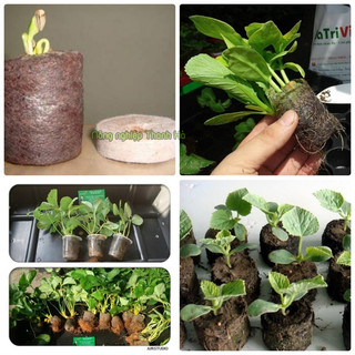 20 Viên nén xơ dừa ươm hạt - XD2