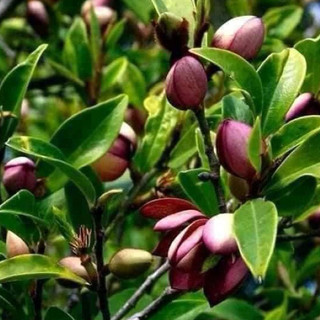Cây giống hoa lan tiêu bầu bát bộ rễ ổn định tỉ lệ sống cao ảnh thật tại vườn cây giống hàm tiếu