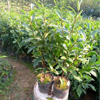 Cây giống hoa lan tiêu bầu bát bộ rễ ổn định tỉ lệ sống cao ảnh thật tại vườn cây giống hàm tiếu