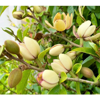 Cây giống hoa lan tiêu bầu bát bộ rễ ổn định tỉ lệ sống cao ảnh thật tại vườn cây giống hàm tiếu