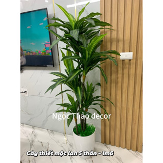  cây thiết mộc lan 5 thân 1m6 cây phát tài giả cây giả trang trí cây giả decor 