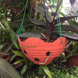 Giỏ trồng lan màu gốm phi 23cm - CN26