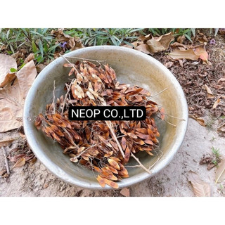 HẠT GIỐNG GỖ SƯA ĐỎ (CÂY SƯA ĐỎ) QUÝ