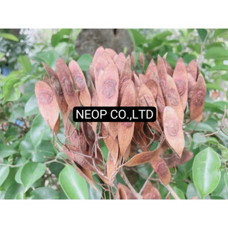 HẠT GIỐNG GỖ SƯA ĐỎ (CÂY SƯA ĐỎ) QUÝ