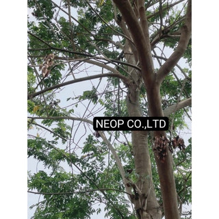 HẠT GIỐNG GỖ SƯA ĐỎ (CÂY SƯA ĐỎ) QUÝ