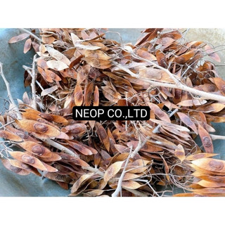 HẠT GIỐNG GỖ SƯA ĐỎ (CÂY SƯA ĐỎ) QUÝ