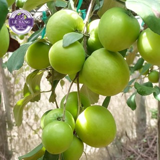 Cây Táo Xanh Giống Thái Dễ Trái. Mua 2 Tặng Kèm Phân.