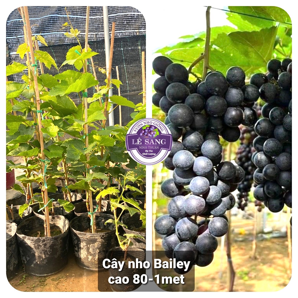  Cây Nho Giống Bailey   Cây lớn cao 80-1m trở lên   