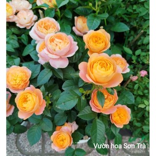 (VHST giao trong ngày) CÂY HOA HỒNG TEZZA CAM CÁ HỒI, đang hoa.