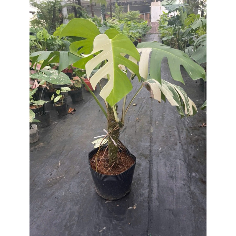 Chậu mềm node monstera var albo (node giống- hình 1 cây trưởng thành)