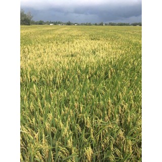 Chế phẩm vi sinh SUMITRI 1kg