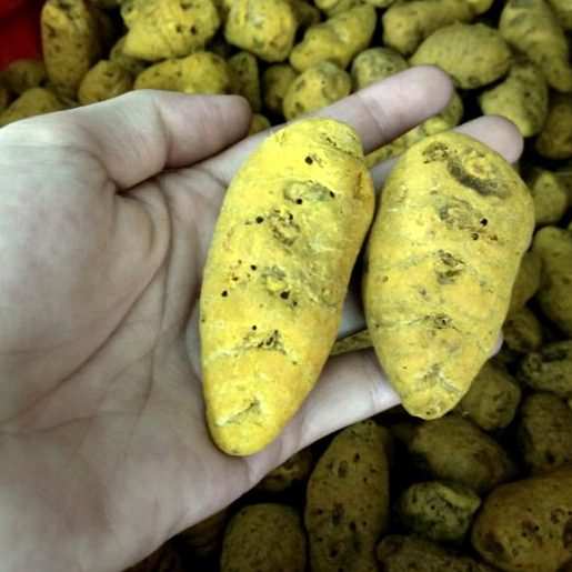 Củ Nghệ Vàng 500g
